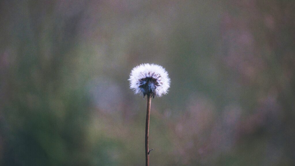 Close-up of a dandelion seed head