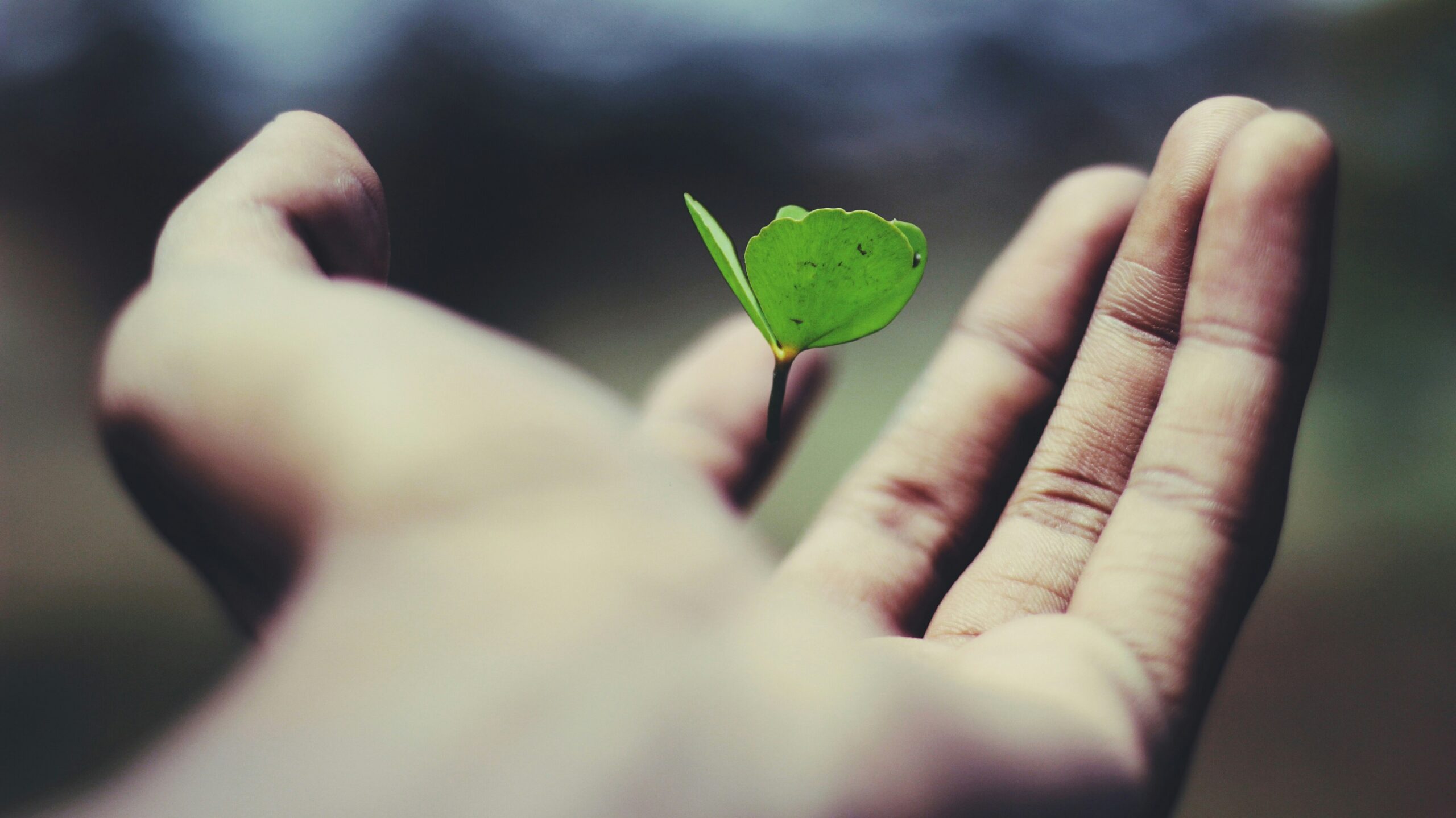 Hand holding a small green plant sprout